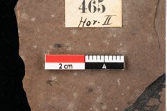 Foto (Detailansicht) von Arecaceae indet.  (NHMW-GEO-2024-0188-0465)